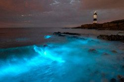 Pantai Unik di Inggris, Airnya Bisa Menyala Biru Saat Malam Hari