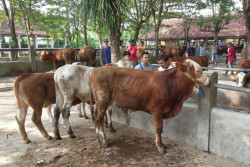 Pemotongan Hewan Kurban, Dinas Pertanian Sleman Siapkan Ratusan Petugas
