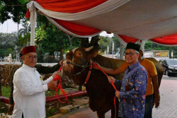 Besok, Wapres Ma'ruf Amin Kurban Sapi Limousin Seberat 1,1 Ton