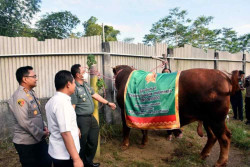 Sapi Kurban dari Presiden Jokowi Bernama Gesbi, Simak Kisahnya