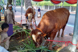 Kompak, Jokowi-Maruf Amin Sumbang 2 Sapi Limousin Seberat 1 Ton ke Masjid Istiqlal