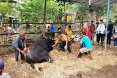 Butuh Puluhan Orang untuk Lumpuhkan Sapi Bantuan Jokowi di Gunungkidul