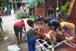 Di Dusun Ini, Iduladha Warga Boleh Beda tetapi Penyembelihan Kurban Tetap Berbarengan
