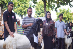 Dinsos DIY Gelar Penyembelihan Hewan Kurban, 655 Paket Daging Dibagikan