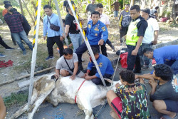 Sapi Kurban Tercebur ke dalam Parit di Kotagede, Begini Kondisinya
