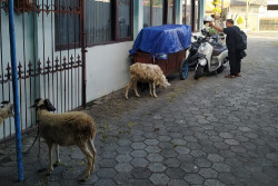 PWI DIY Sembelih 11 Kambing, Momentum Wartawan Aplikasikan Semangat Berkurban
