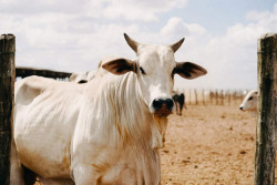 Sapi Seharga Rp65 Miliar Jadi yang Termahal di Dunia, Ini Rahasianya