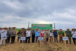 Tingkatkan Produktivitas Kedelai, UGM Dampingi Petani di Sentolo