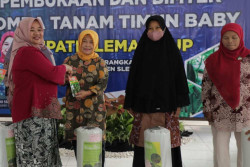 Unik! Sleman Gelar Lomba Tanam Timun Baby