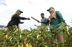 Sensus Pertanian 2023 di DIY Sudah Capai 79 Persen