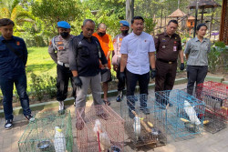 Jual Satwa Dilindungi dan Untung hingga Rp30 Juta, Warga Kendal Digelandang Polisi