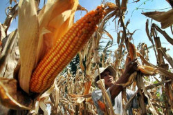 Industri Didorong untuk Produksi Benih Jagung Hibrida