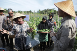 Didukung Danais, Petani Pondokrejo Tempel Budidaya Mentimun di Tanah Kas Desa