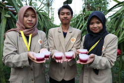 Bantu Atasi Stunting di Banyuwangi, KKN UGM Kembangkan Puding Buah Naga