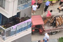 Dari Desa Pindah ke Kota Besar, Pria Ini Beternak Sapi di Balkon Apartemen