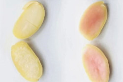 Kedelai dari Inggris Direkayasa dengan Protein Babi, Ini Cirinya