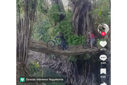 Viral Jembatan Akar di Seyegan Sleman Banyak Dikunjungi, Warganet Khawatirkan Kelestariannya