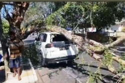 Mobil Wisatawan Tertimpa Batang Pohon di Gunungkidul, Begini Kondisinya