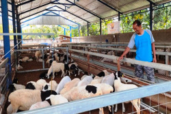 Domba Australia Dikembangkan di Wonosari
