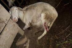Dalam Dua Pekan, 8 Kambing di Tepus Gunungkidul Mati Diserang Hewan Liar