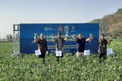 Panen Bawang Merah Bantul Lebihi Angka Nasional