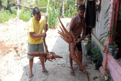 Wow! Warga Gunungkidul Panen Singkong Raksasa, Begini Penampakannya