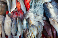 Waspada! Berikut Daftar Ikan yang Mengandung Banyak Merkuri