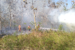 Bikin Geger! Lahan Seluas 2.000 Meter Persegi di Giripeni Kulonprogo Terbakar
