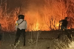 Tanah SG Seluas 1,5 Hektare di Bantul Terbakar, Polisi Dalami Pemicunya