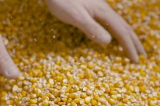 Impor Aneka Pangan Naik Tajam, Jagung Tembus 661%