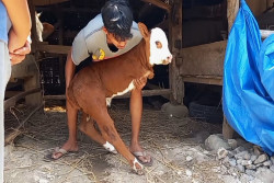 Unik! Anak Sapi Berkaki 2 di Semin Gunungkidul, Bikin Geger Warga