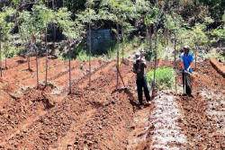 Persiapan Musim Tanam, Petani di Girisubo Gunungkidul Mulai Olah Lahan