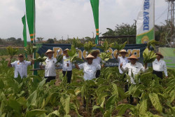 Panen Jauh dari Target, Petani Tembakau Piyungan Mengeluh soal Air