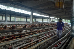 Harga Jagung dan Konsentrat Melonjak, Keuntungan Peternak Ayam DOC Menurun