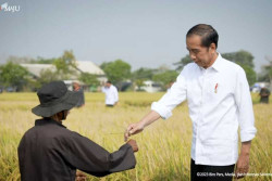 Tekan Harga, Presiden Jokowi Bakal Gerojok Beras ke Pasar Sebanyak-banyaknya