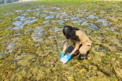Pantai Krakal dan Sili Terpapar Limbah Mirip Oli, Jenisnya Baru Dicek di Laboratorium