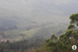 Savana Bromo Kembali Menghijau Usai Terbakar, Begini Penampakannya