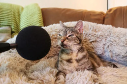 Bella, Kucing dengan Rekor Mendengkur Paling Keras di Dunia