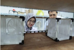 BRIN Kembangkan Teknik Serangga Mandul untuk Tekan Nyamuk DBD