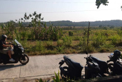 Bantul Belum Dilanda Hujan, Penanaman Padi Mundur