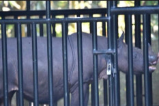 Lestarikan Badak Sumatra, KLHK Pakai Cara Bayi Tabung