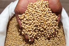 Musim Kemarau, Petani Bantul Didorong Menanam Kedelai