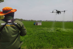 Menyiram Sawah Padi Pakai Drone, Lebih Cepat dan Murah