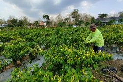 Harga Cabai Melonjak, Petani di Gunungkidul Sumringah