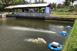 Teknologi Microbubble Belum Teruji Tingkatkan Produksi Perikanan di Sleman
