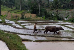 Pengelolaan Irigasi untuk Sektor Pertanian yang Berkualitas