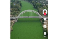 Viral Eceng Gondok Tutupi Sungai, Ini Dampaknya