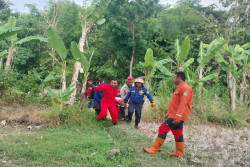 Tersengat Tawon Sekujur Tubuh, Warga Bantul Pingsan di Saluran Irigasi