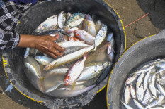 Konsumsi Ikan Masyarakat Bantul Masih Rendah