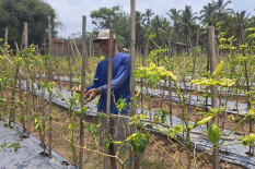 Terserang Hama Bulai, Produksi Cabai di Bantul Turun Hingga 20 Persen